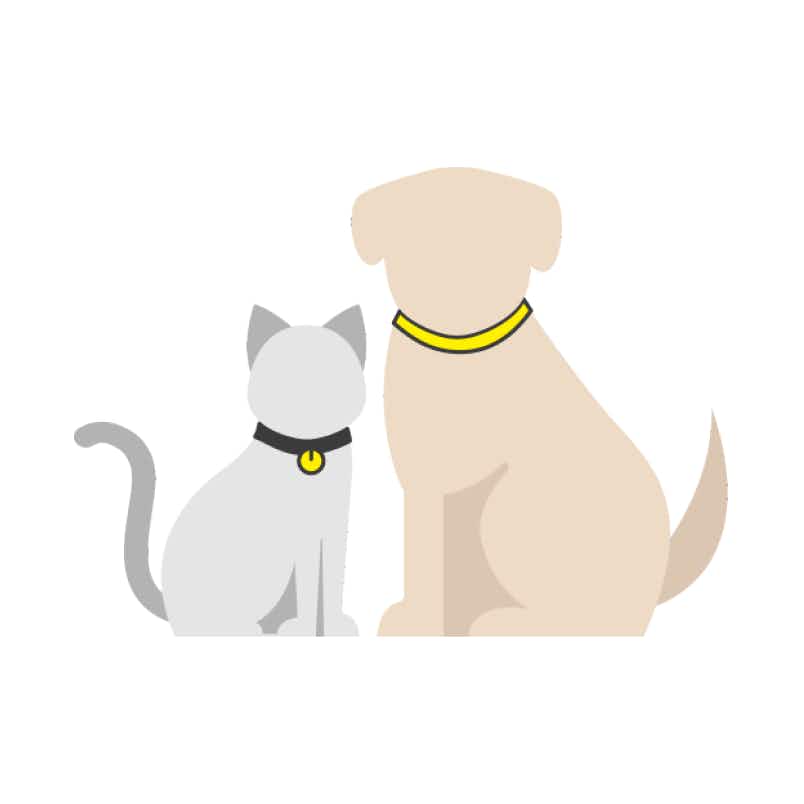 A dog and cat