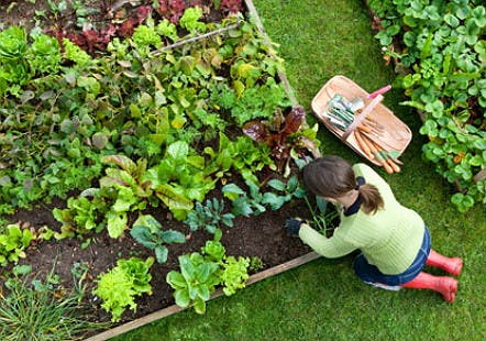 4 Natural Remedies to keep Pests out of the Garden