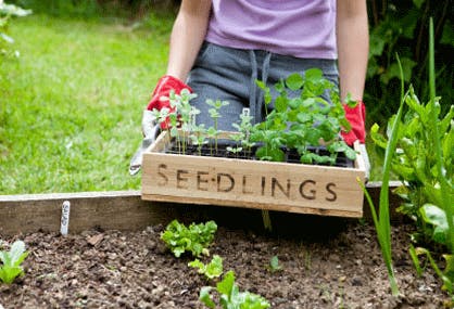 Jump Start Your Garden: How to Save on the Price of Seeds