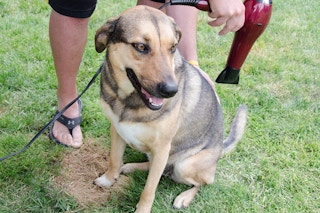 A dog is sitting on grass and looking to the side while a person is using a hair dryer to dry its fur.