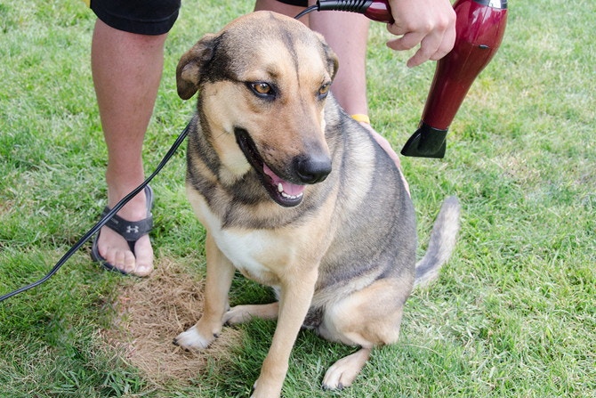 A dog is sitting on grass and looking to the side while a person is using a hair dryer to dry its fur.
