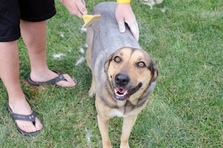 A dog is standing on grass and looking forward while a person is using a dog brush to brush its fur.