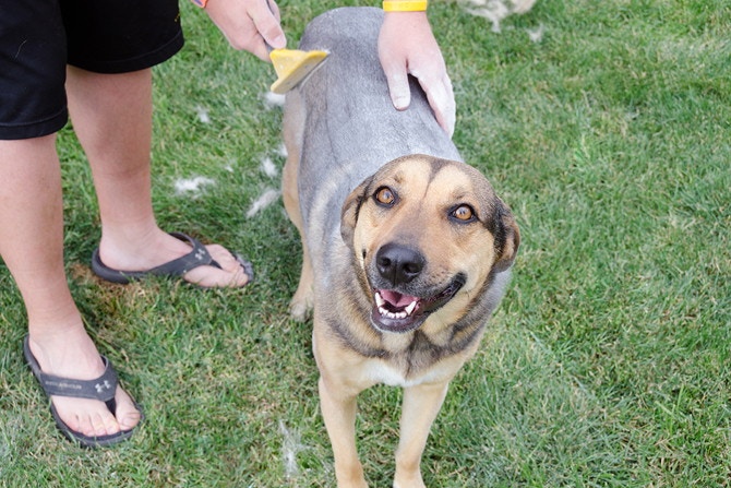 A dog is standing on grass and looking forward while a person is using a dog brush to brush its fur.