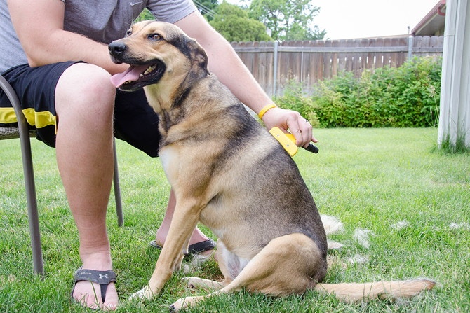 A dog is sitting on the grass next to a person in a chair who is using the dog brush to brush the dog's fur. There are tufts of fur scattered on the grass.