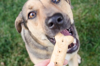 A close up of a dog sitting on grass and taking a treat from its owner's hand.