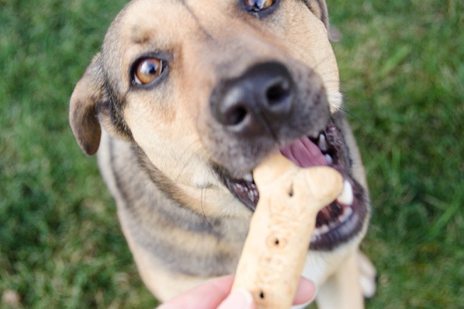 A close up of a dog sitting on grass and taking a treat from its owner's hand.