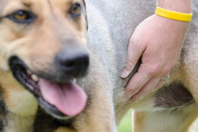 A dog is standing and the image focuses on a person's hand rubbing the homemade Dry Dog Shampoo into the dog's fur.