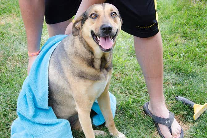 A dog is sitting on grass and looking forward while a person is draping a towel over the dog's back.