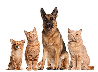 Dogs and cats