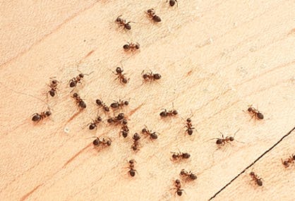 How to Kill Ants Safely and Cheaply