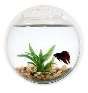 wall fish bowl