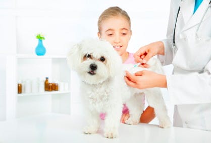 low cost pet vaccinations at walgreens