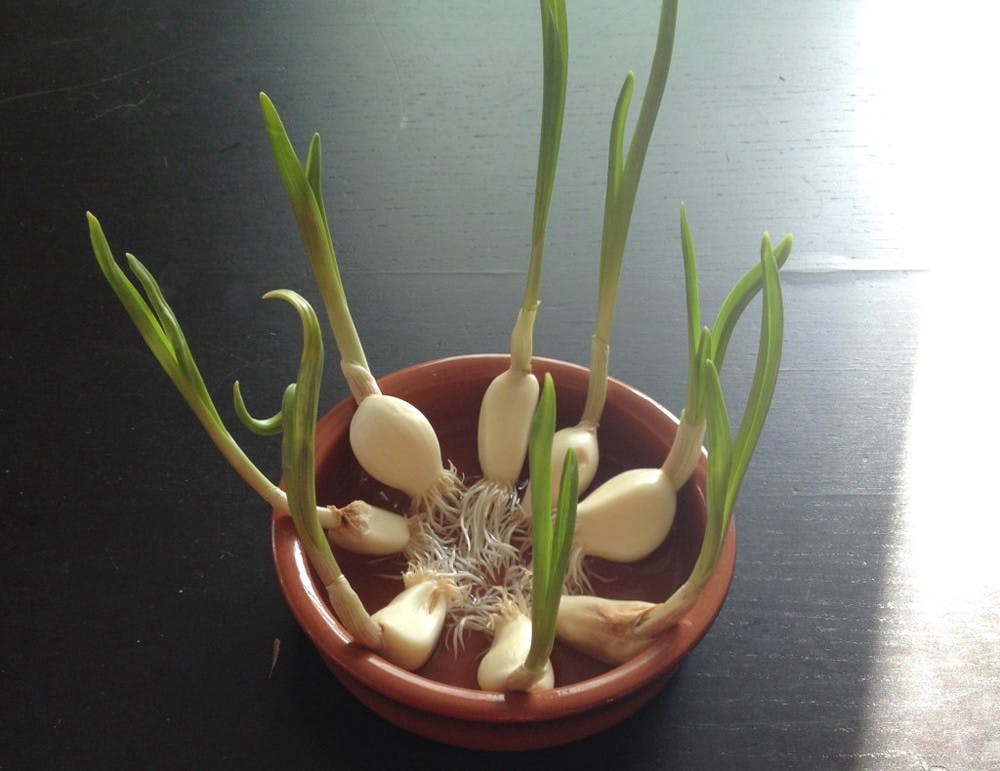 Garlic