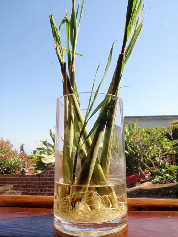 Lemongrass