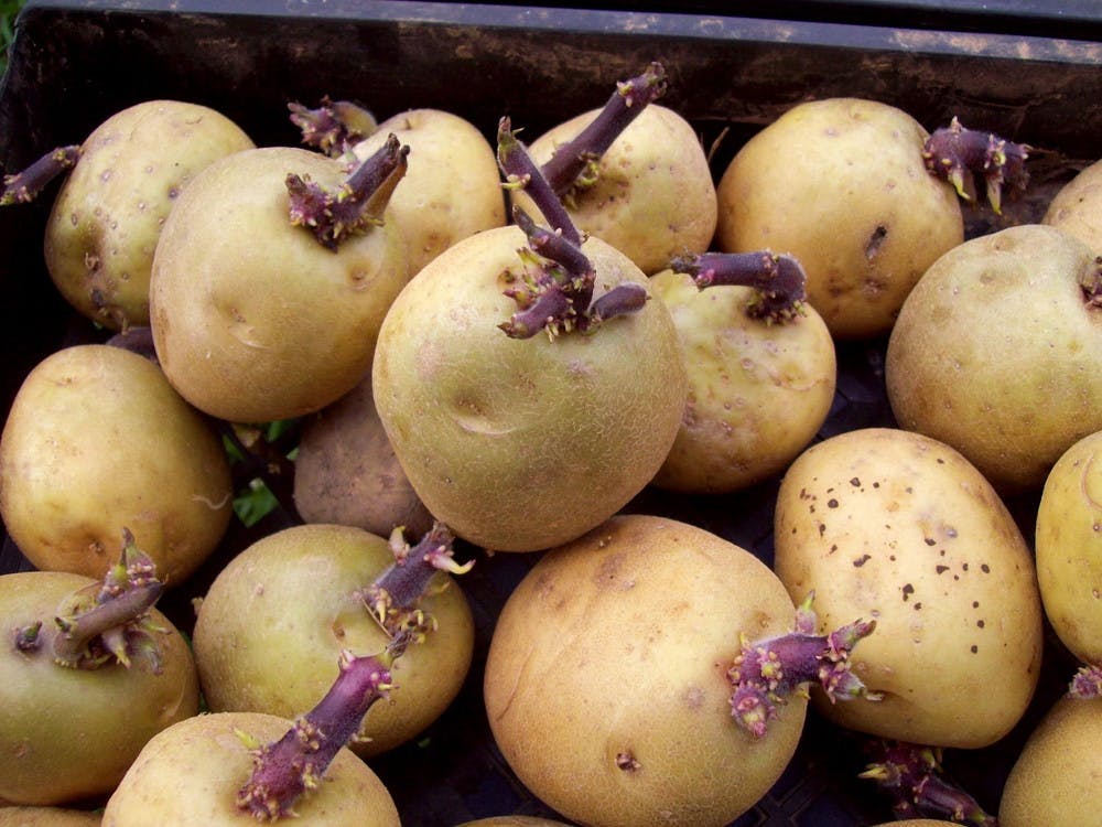 Potatoes