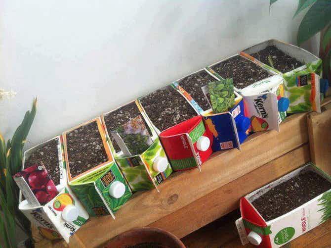 A row cartons with plants growing in them.