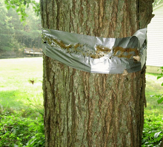 9 Clever Duct Tape Camping Hacks The Krazy Coupon Lady