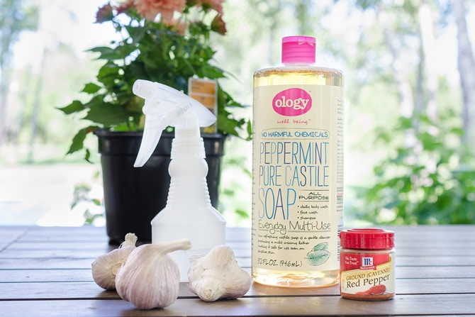 Garlic, a spray bottle, pure castile soap and cayenne on a table near a plant
