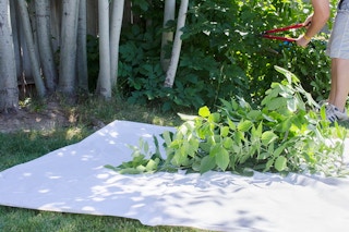 A shower liner on the ground with tree trimmings on top of it.