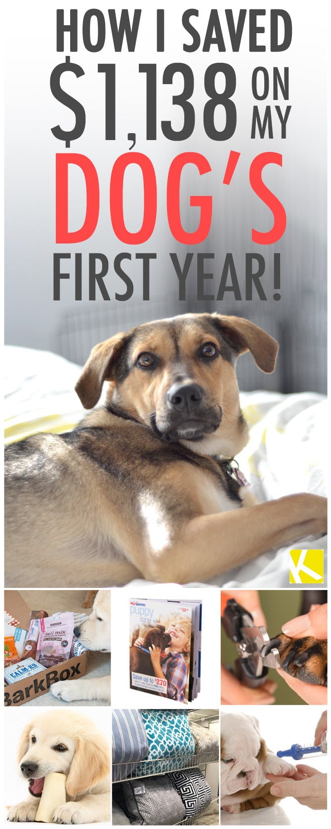 How I Saved $1,138 on My Dog's First Year!