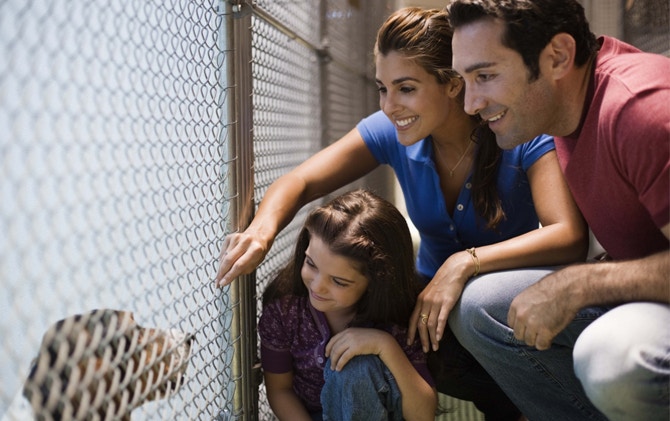 Adopt-a-puppy