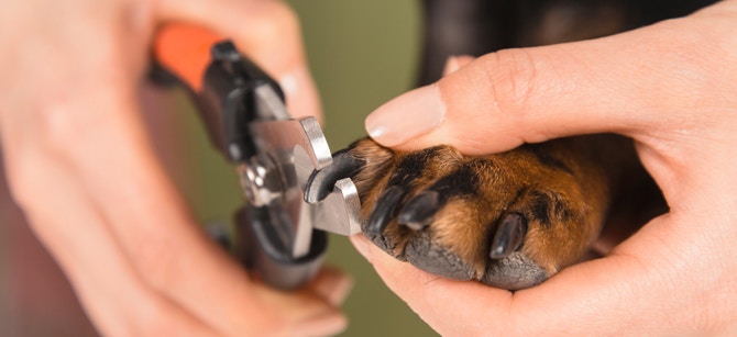 PuppyPaws