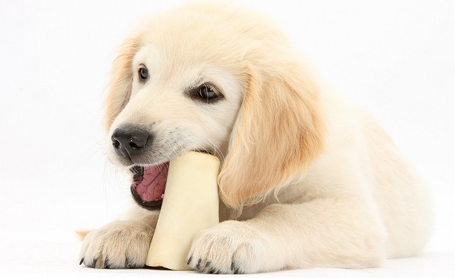 puppyandbone