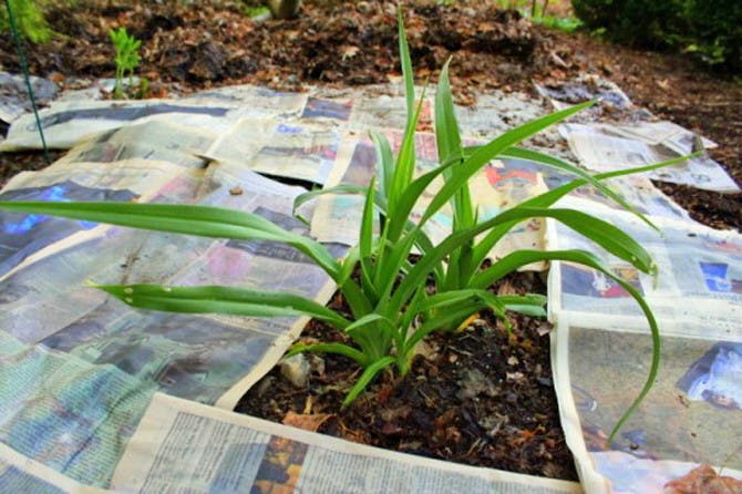 Newspaper laying around a plant in the ground.