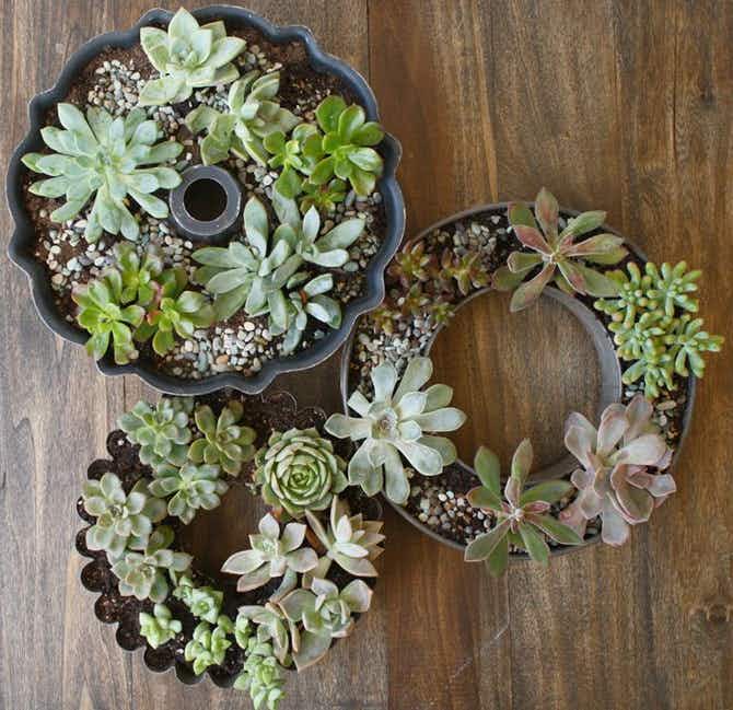succulents-baking-dishes
