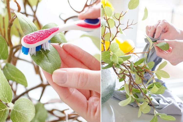 Use a soft toothbrush and the fabric from an old t-shirt moistened in water to dust off indoor plants