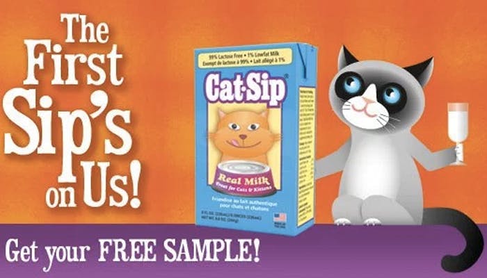 cat sip real milk
