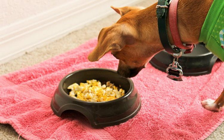 A dog looking down at a bowl with scrambled eggs in it.