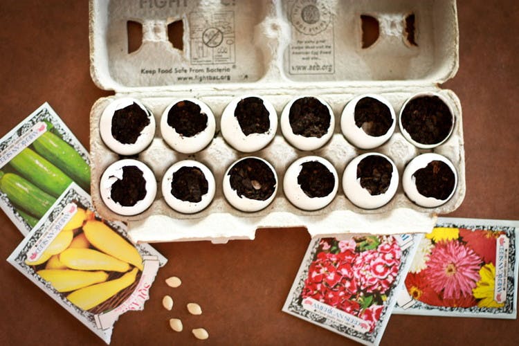 Eggshells with dirt in them in an egg carton near seed packets.