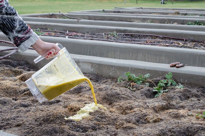 someone pouring liquid compost from a blender into garden