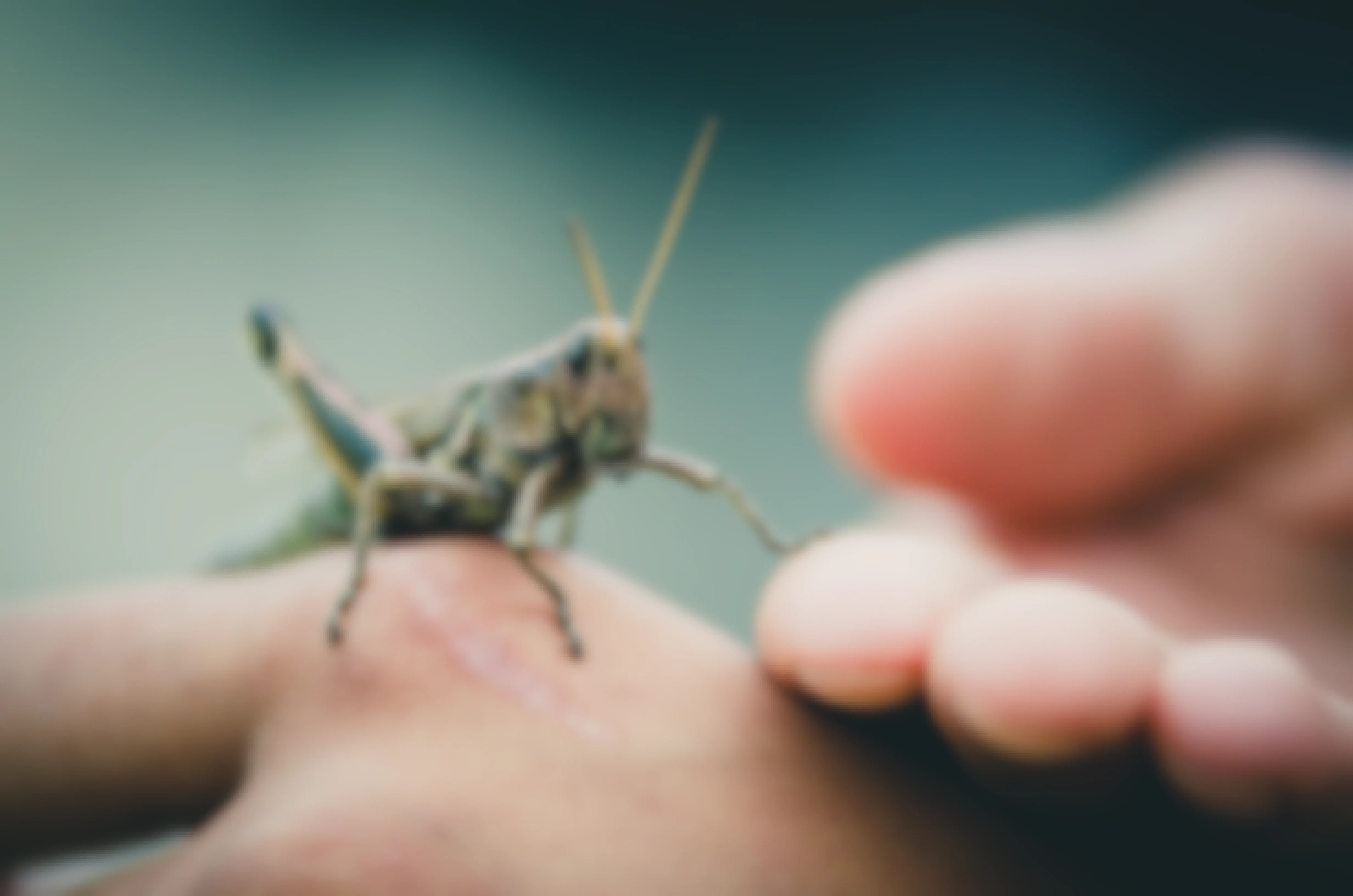 Cricket insect sitting on a persons hand