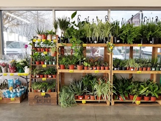 House plants outside grocery outlet