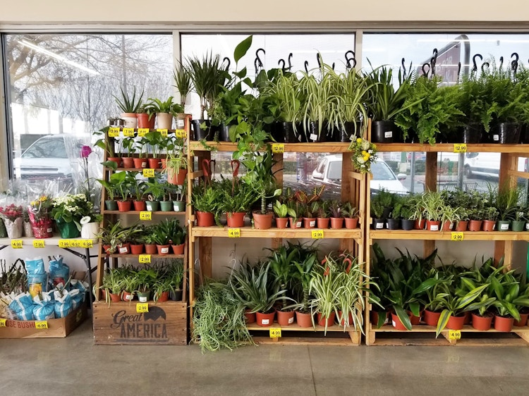 House plants outside grocery outlet