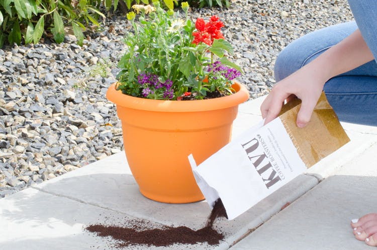 someone pouring coffee grounds around potted plant