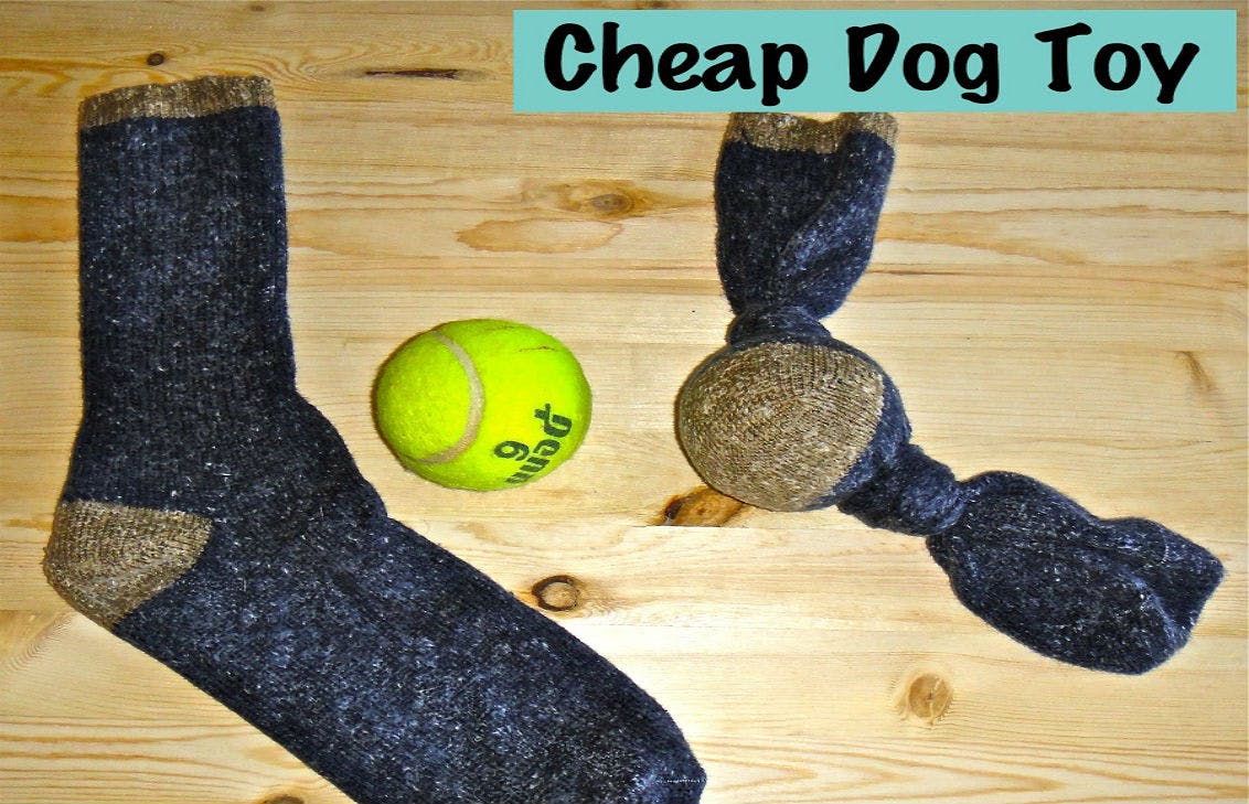 best small puppies to buy