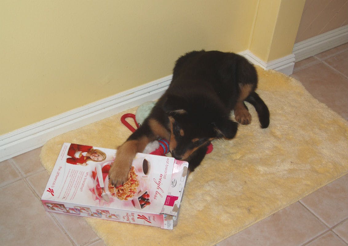 15 DIY Dog Toys Anyone Can Make