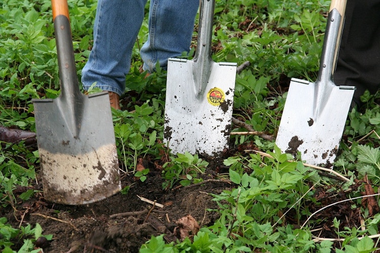 people standing behind shovels