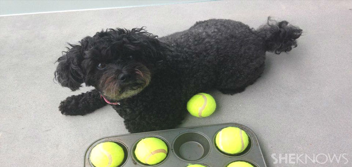 15 DIY Dog Toys Anyone Can Make