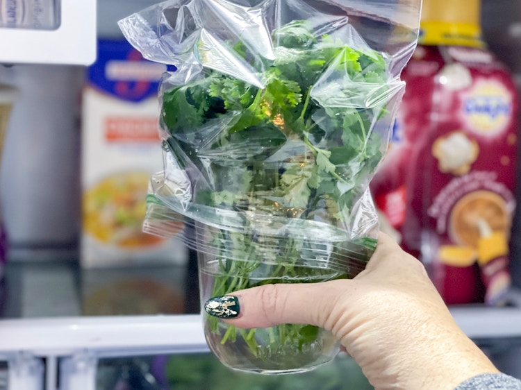mason jar of cilantro being put in fridge