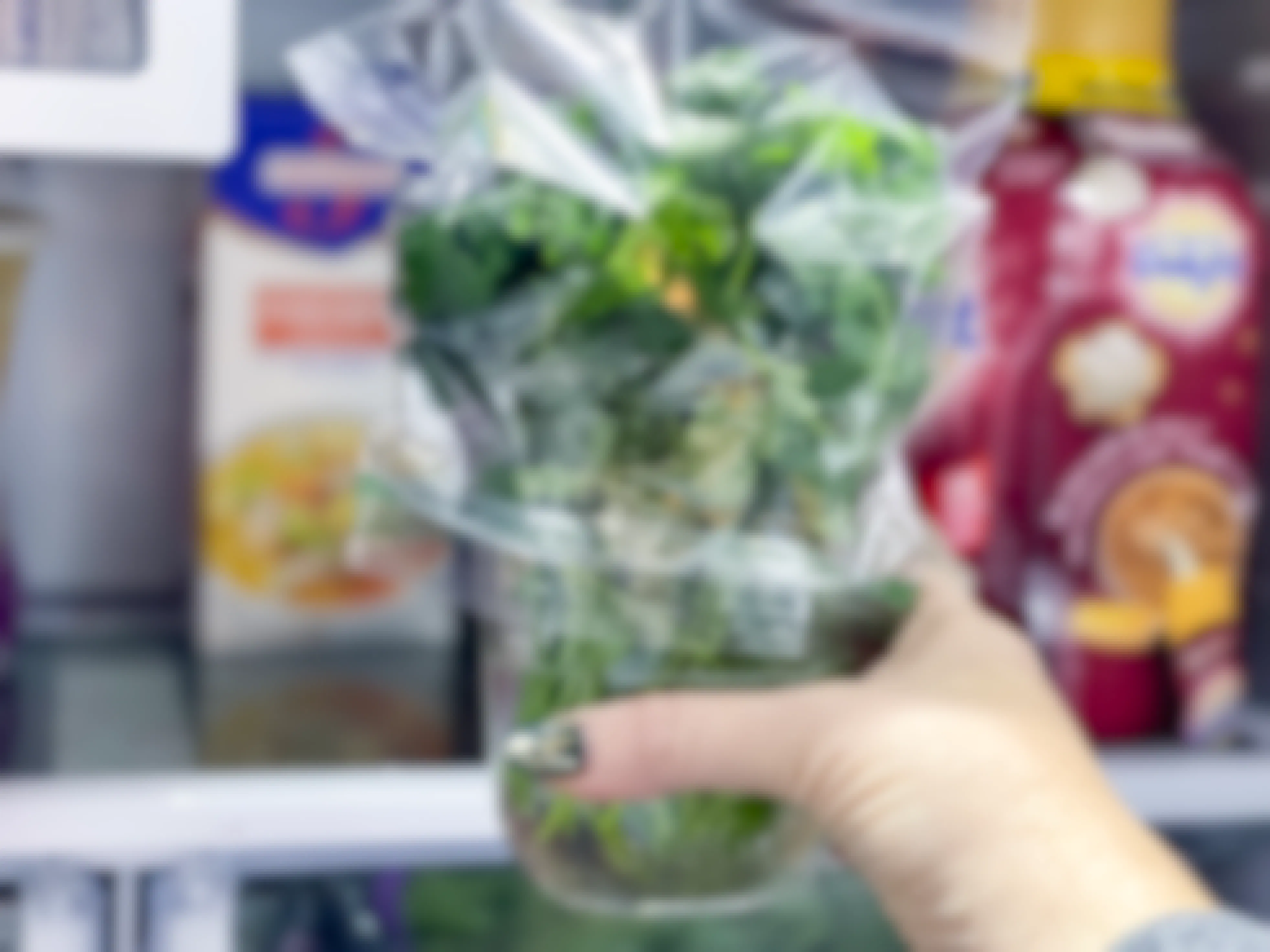 mason jar of cilantro being put in fridge
