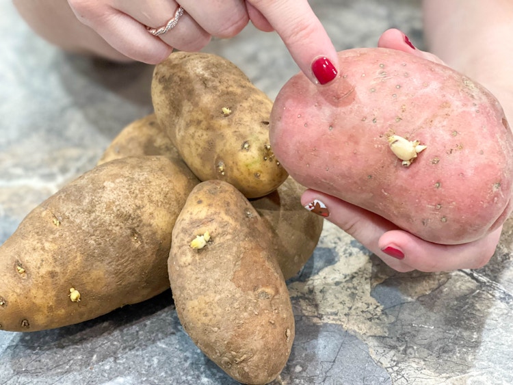 potatoes that are sprouted