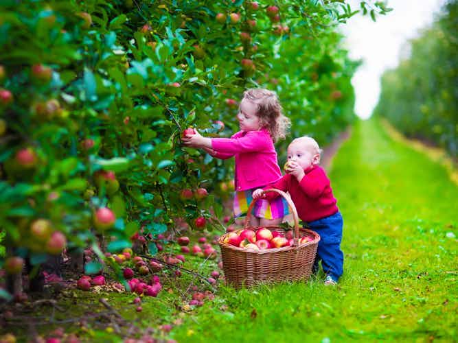 Two small children picking apples of a tree with a basket full of apples next to them.