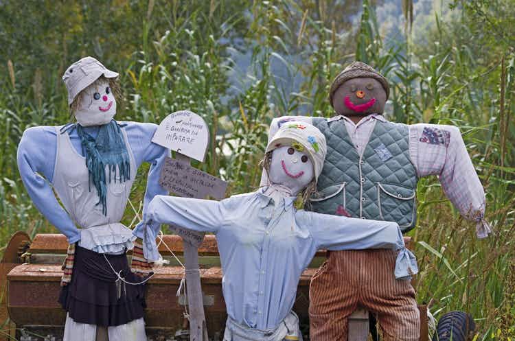 Three scarecrows standing in front of cornstalks.