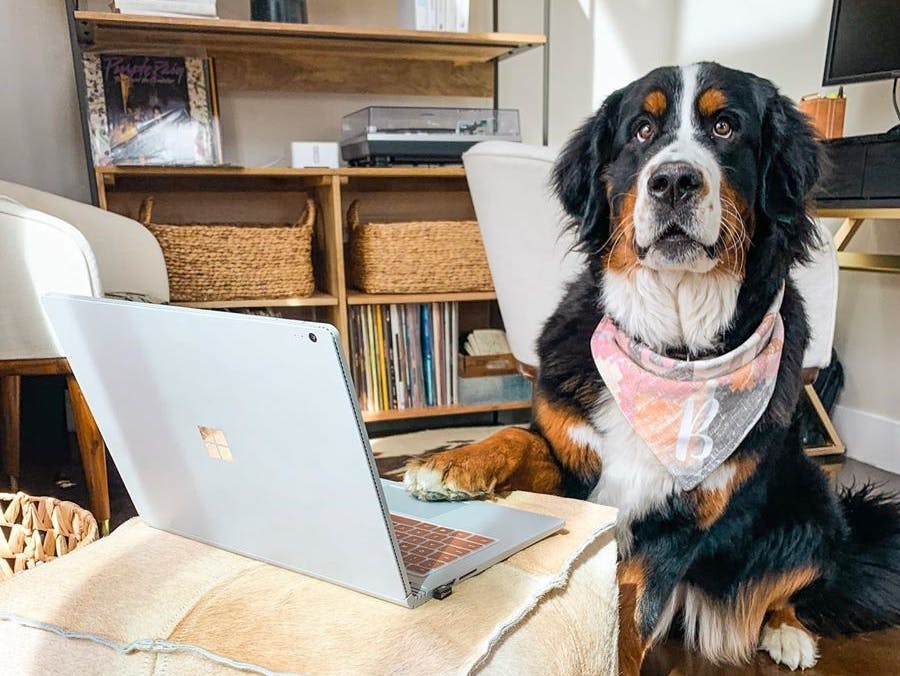dog with cute scarf rests paw on a laptop