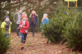 christmas tree farm family where to buy christmas trees