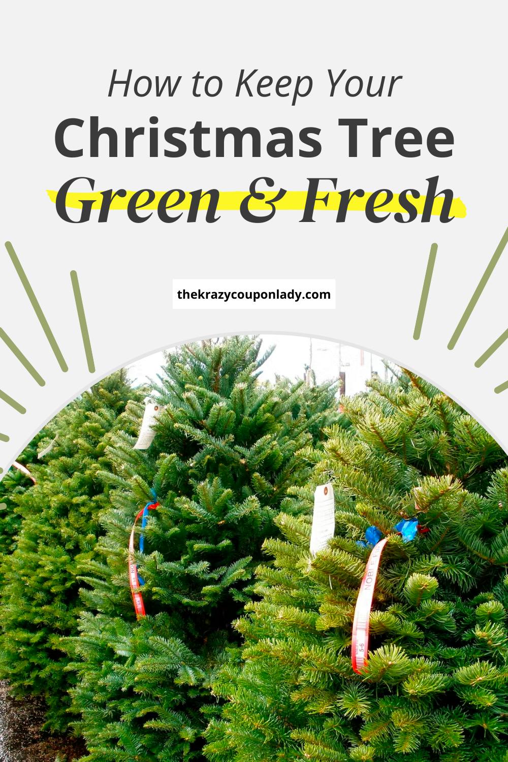How to Keep Your Christmas Tree Green & Fresh Through Christmas The